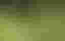 Loading Picture of forest...