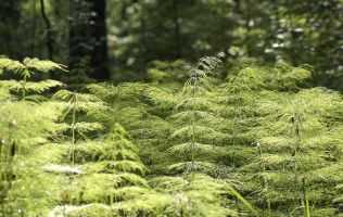 Picture of forest