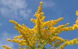 pollen-predictors-yellow-goldenrod_small.jpg