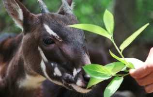 Picture of endangered species