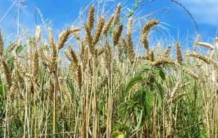 field-of-wheat_small.jpg