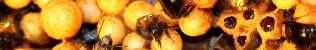 Protecting-our-pollinators-bees_small