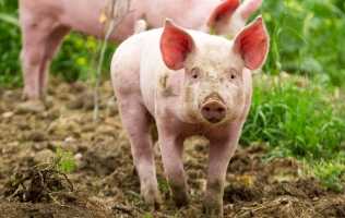 business-pigs-in-field_small.jpg