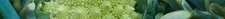 bunch of green rameneco