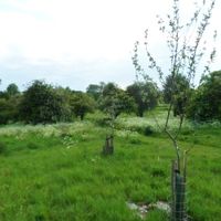 Limbury Mead Orchard