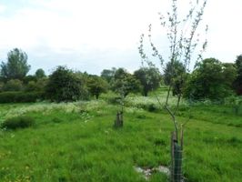 Limbury Mead Orchard