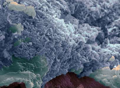 L. reuteri colonisation of the intestinal mucus layer