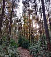 pine trees for PINE -  Psychosis Interest Network East Anglia