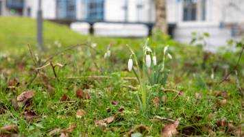 snowdrops on campus