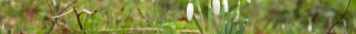snowdrops on campus