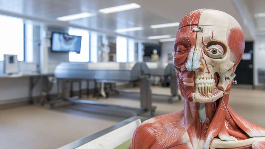 Anatomical model in laboratory setting