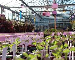 John Innes Centre greenhouse