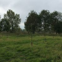 Town Mead Park Orchard