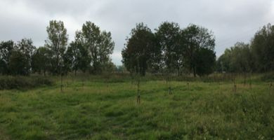 Town Mead Park Orchard