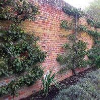 Felbrigg walled garden