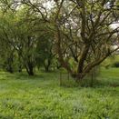 Tewin Orchard