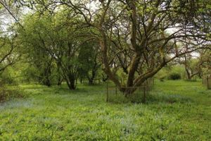 Tewin Orchard