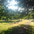 Stones Orchard