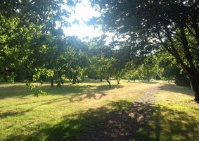 Stones Orchard