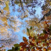 Trees, from groundview