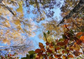 Trees, from groundview