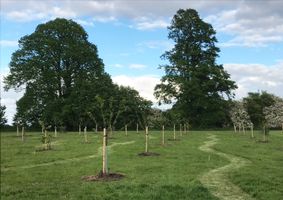 Great Wymondley Orchard