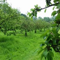 Harston Community Orchard