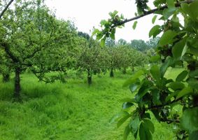 Harston Community Orchard