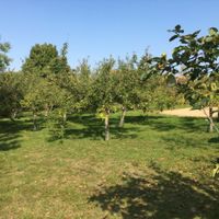 Cressing Temple Orchard