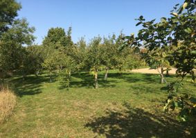 Cressing Temple Orchard