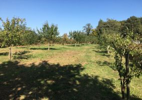 Stisted Community Orchard