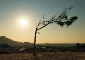 dead tree in desert sun