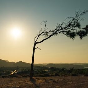 dead tree in desert sun
