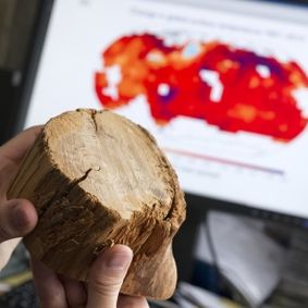 Log cross section being studied