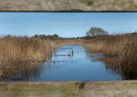 Reeds and water