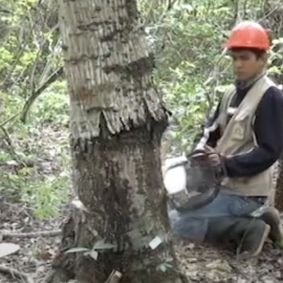 Logger chopping down a tree