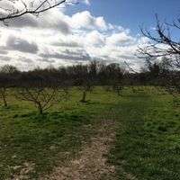 Little Downham Community Orchard