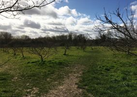 Little Downham Community Orchard
