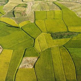 aerial view of green fields