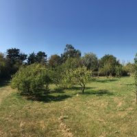 Salthaven Community Orchard