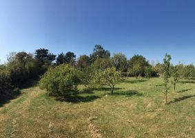 Salthaven Community Orchard