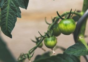 giving-to-uea-sustainable-crops-list-icon.jpg