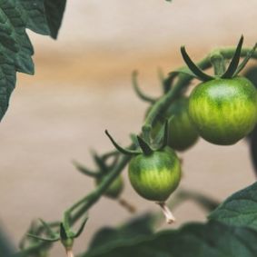 giving-to-uea-sustainable-crops-list-icon.jpg