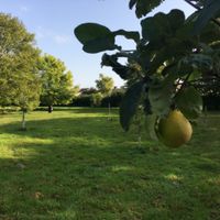 Burwell Community Orchard
