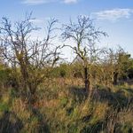 Fairfield Orchard