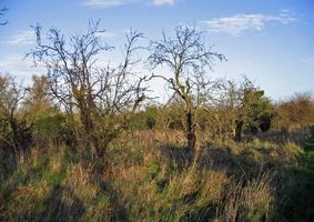 Fairfield Orchard