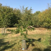 Foxburrow Farm Orchard