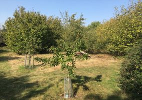 Foxburrow Farm Orchard