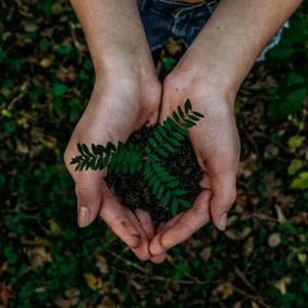 hands holding soil and plant