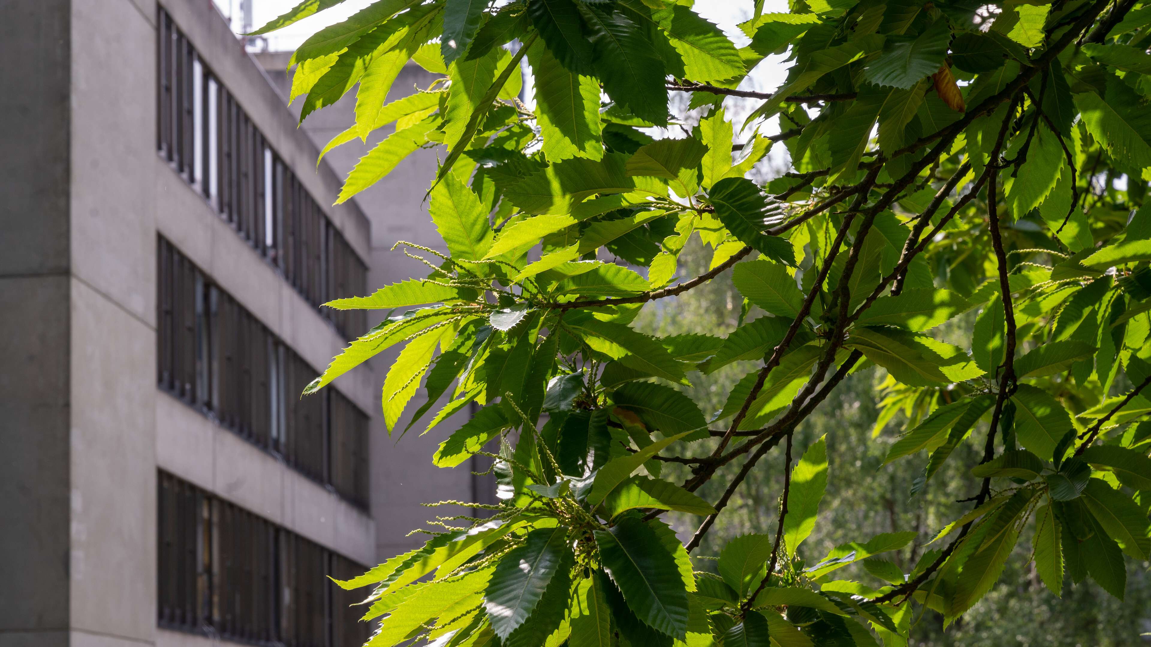 Tree in front of the Lasdun Wall